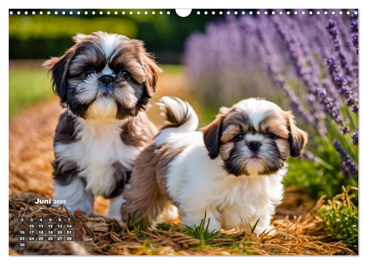 Bild: 9783435646555 | Shih Tzu - der wuschelige Hund aus Tibet (Wandkalender 2025 DIN A3...