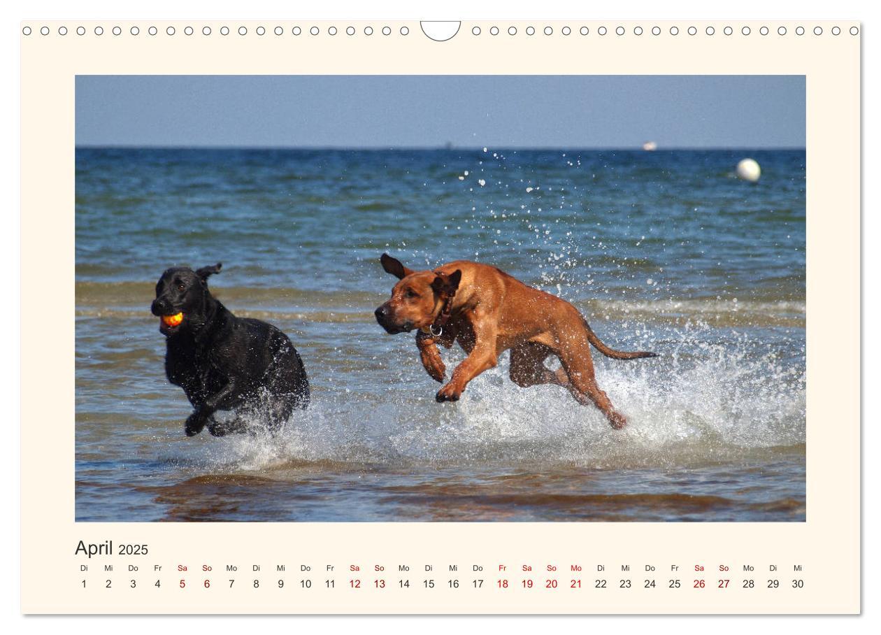 Bild: 9783435353132 | Rhodesian Ridgeback Power aus Südafrika (Wandkalender 2025 DIN A3...