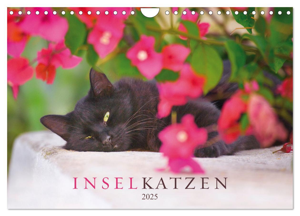 Cover: 9783383947971 | Inselkatzen (Wandkalender 2025 DIN A4 quer), CALVENDO Monatskalender