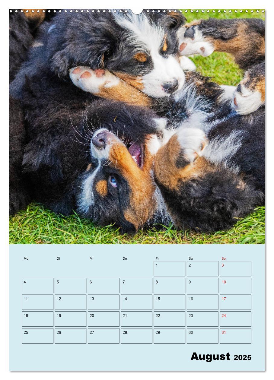 Bild: 9783435958672 | Familienplaner Berner Sennenhund Welpen (Wandkalender 2025 DIN A2...