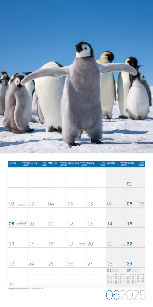 Bild: 9783838445250 | Pinguine Kalender 2025 - 30x30 | Ackermann Kunstverlag | Kalender