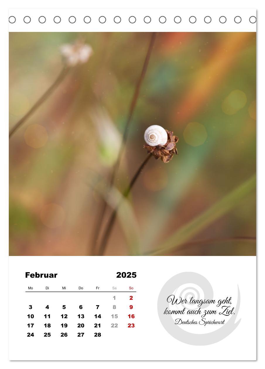 Bild: 9783435899906 | Schnecklein (Tischkalender 2025 DIN A5 hoch), CALVENDO Monatskalender