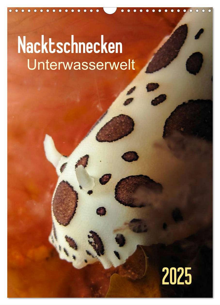 Cover: 9783457035689 | Nacktschnecken - Unterwasserwelt 2025 (Wandkalender 2025 DIN A3...