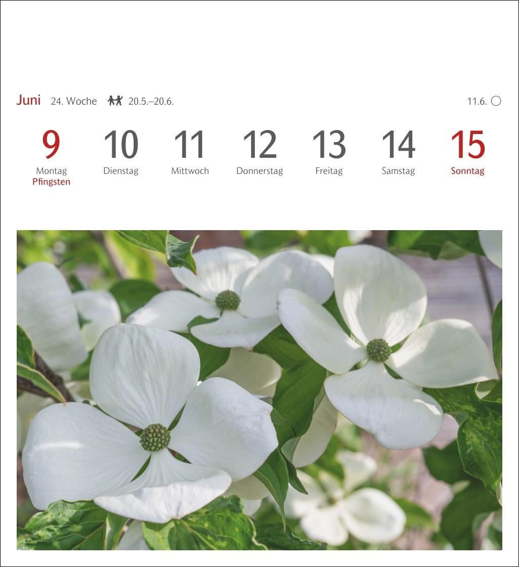 Bild: 9783840034541 | Blumenpracht Postkartenkalender 2025 - Wochenkalender mit 53...