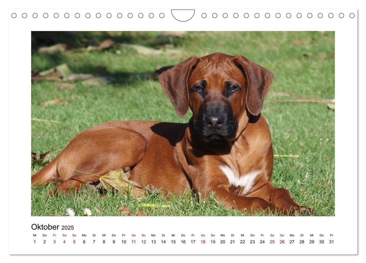 Bild: 9783383988028 | Rhodesian Ridgeback - Charmanter Dickkopf aus Afrika (Wandkalender...