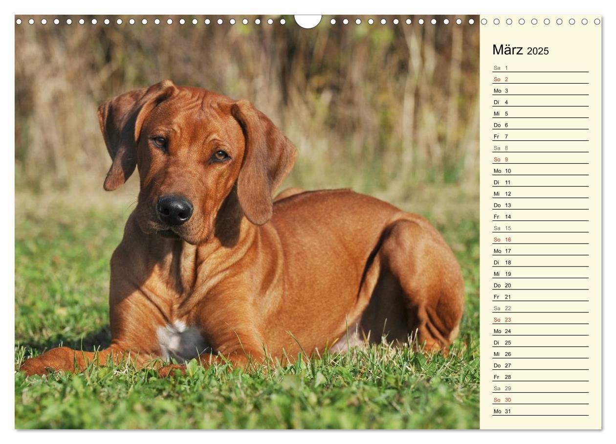 Bild: 9783435540990 | Rhodesian Ridgeback 2025 (Wandkalender 2025 DIN A3 quer), CALVENDO...