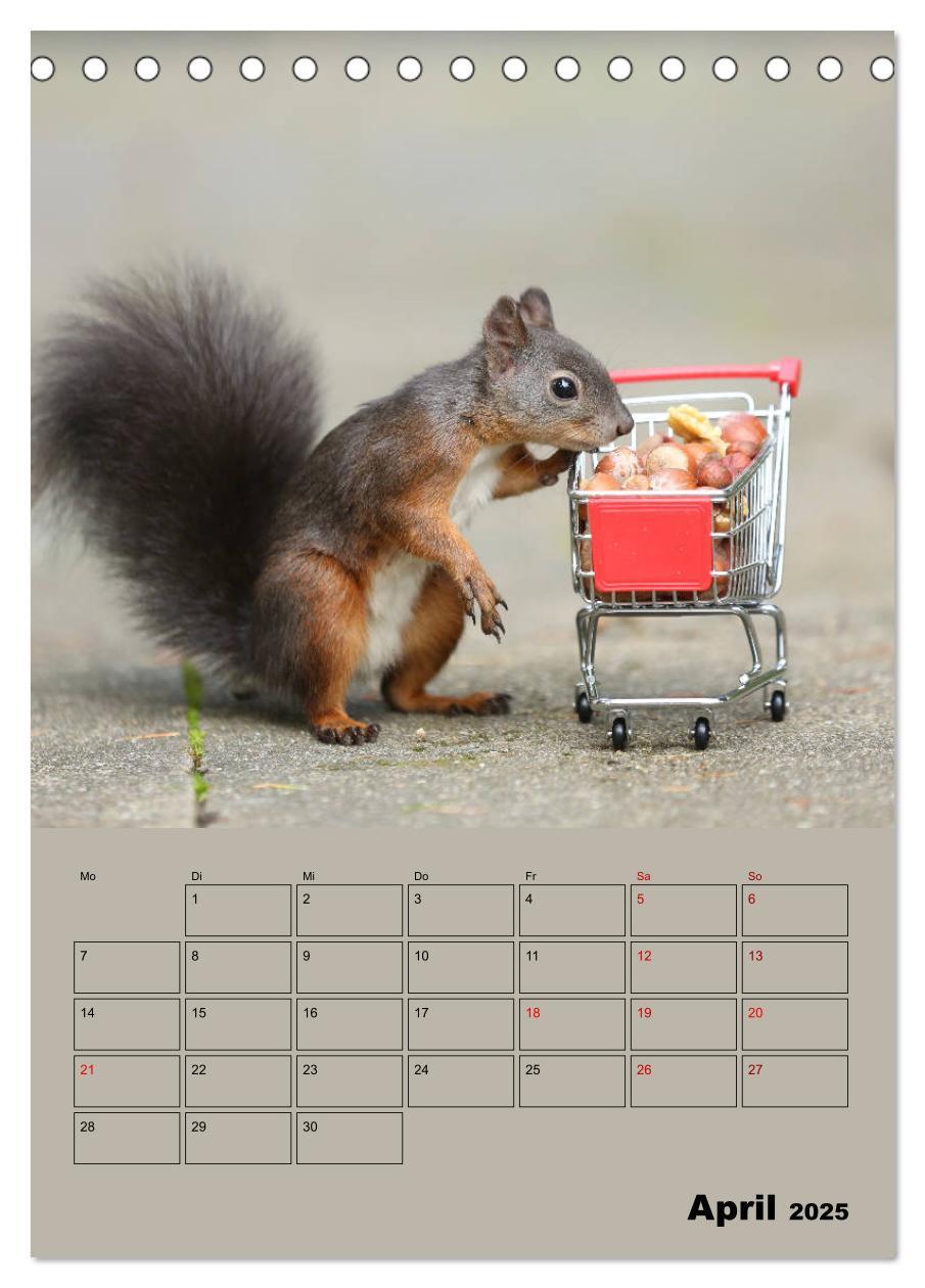 Bild: 9783435991075 | Eichhörnchen - Planer (Tischkalender 2025 DIN A5 hoch), CALVENDO...