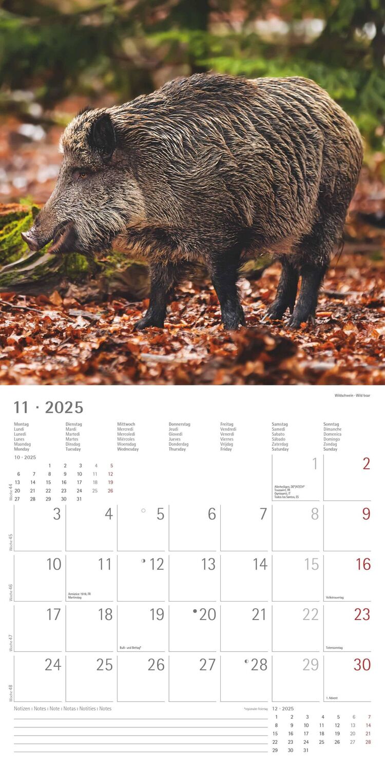 Bild: 4251732340803 | Wald und Flur 2025 - Broschürenkalender 30x30 cm (30x60 geöffnet) -...