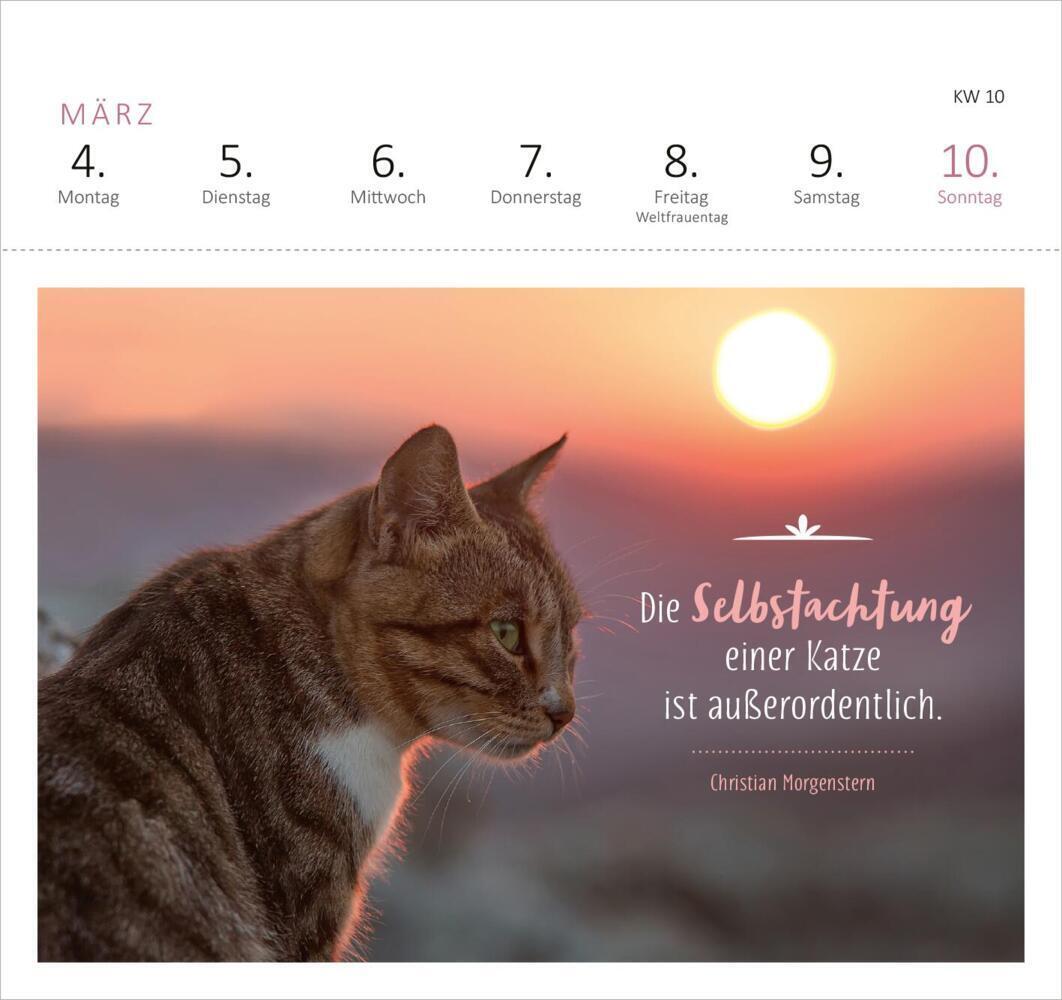 Bild: 4014489130055 | Postkartenkalender Katzenweisheiten 2024 | Kalender | Spiralaufsteller
