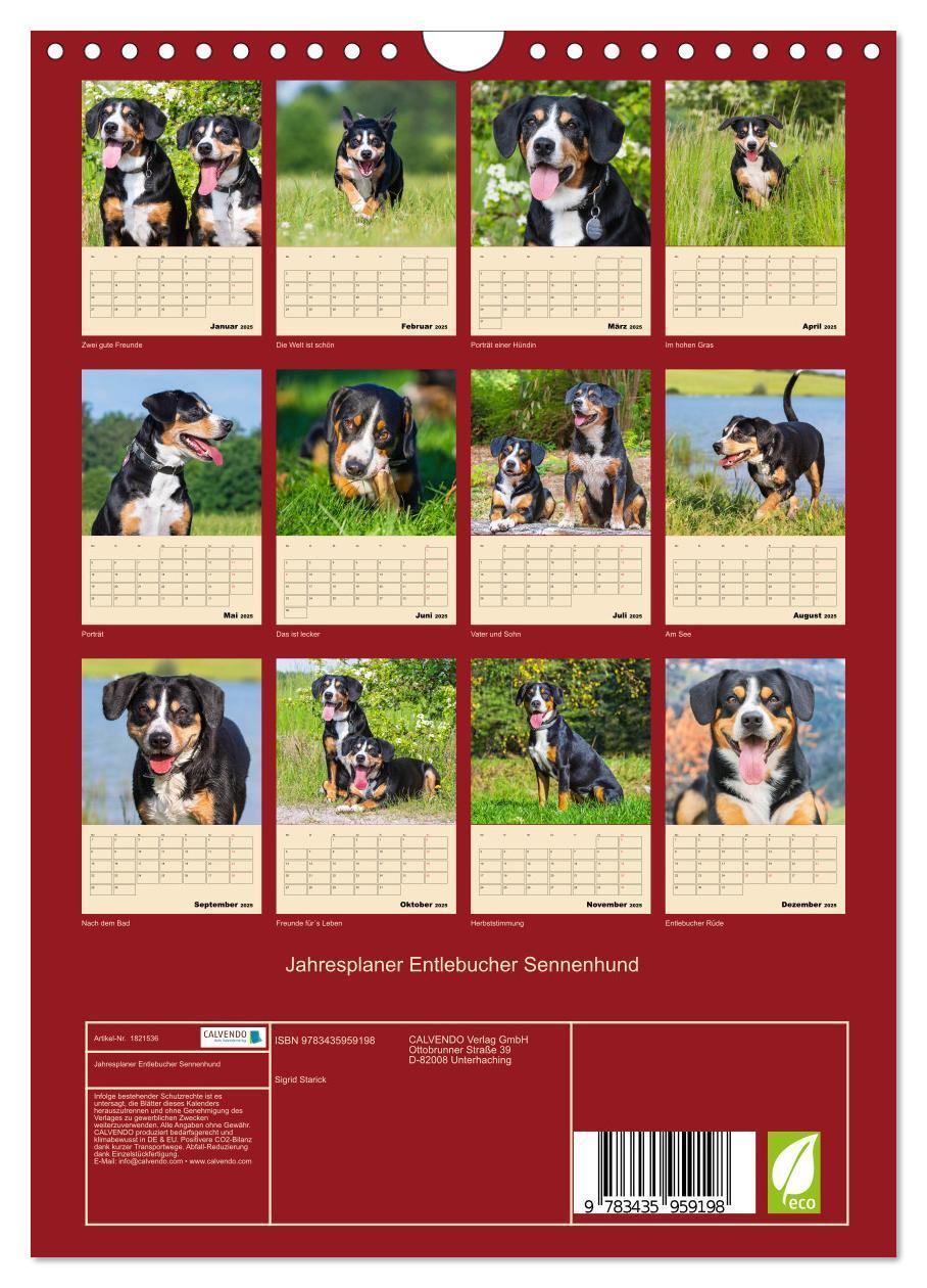 Bild: 9783435959198 | Jahresplaner Entlebucher Sennenhund (Wandkalender 2025 DIN A4...