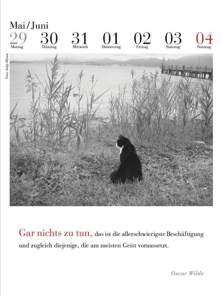 Bild: 9783895617584 | Der literarische Katzenkalender 2024 | Julia Bachstein | Kalender