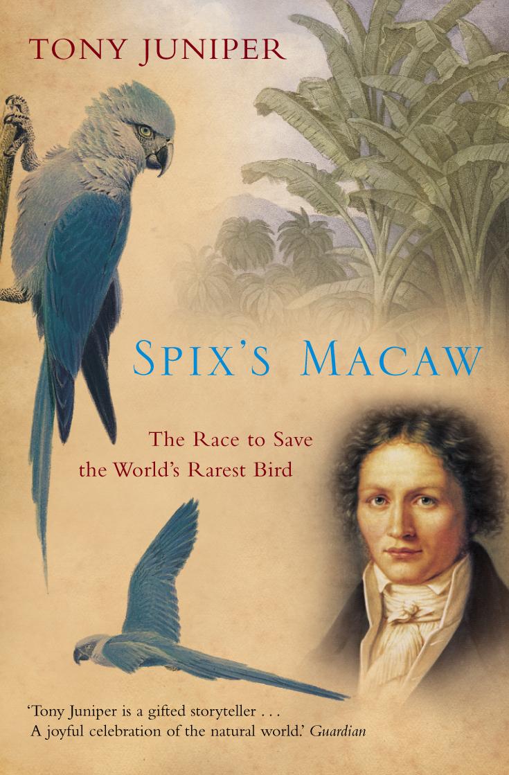 Cover: 9781841156514 | Spix's Macaw | The Race to Save the World's Rarest Bird | Tony Juniper