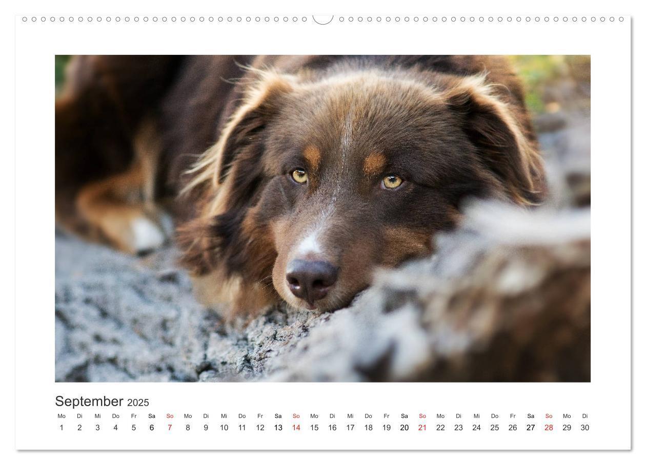 Bild: 9783435180615 | Herzensaussies - Australian Shepherd (Wandkalender 2025 DIN A2...