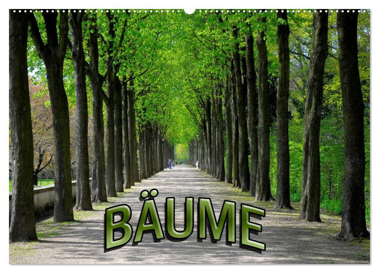 Cover: 9783435782642 | Bäume 2025 (Wandkalender 2025 DIN A2 quer), CALVENDO Monatskalender