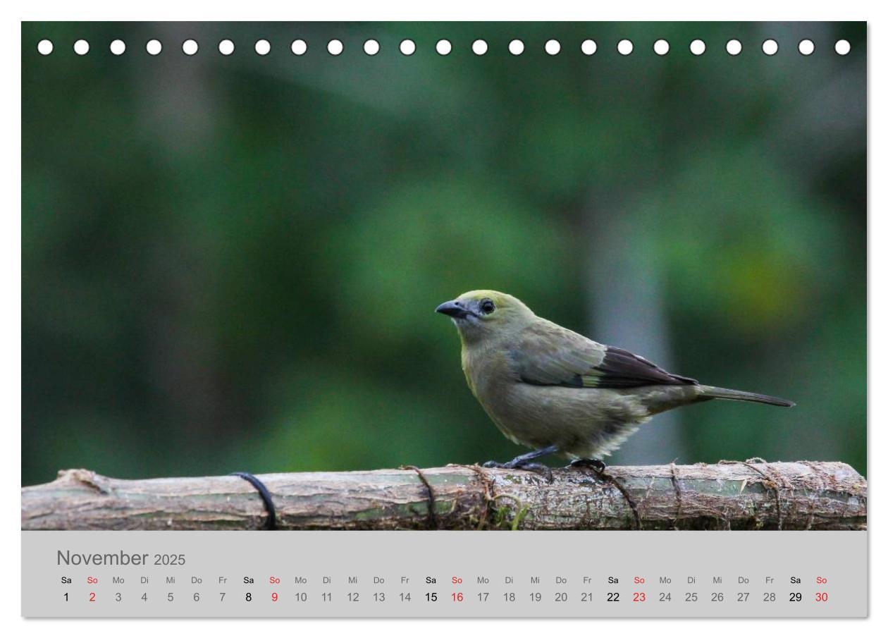 Bild: 9783435618668 | Costa Rica - Exotische Vögel im Regenwald (Tischkalender 2025 DIN...