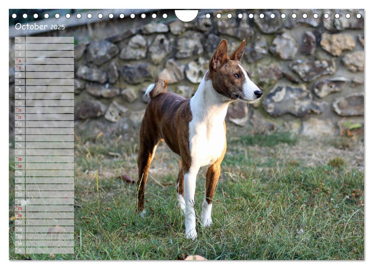 Bild: 9781325949748 | Basenji the African Barkless Dog (Wall Calendar 2025 DIN A4...