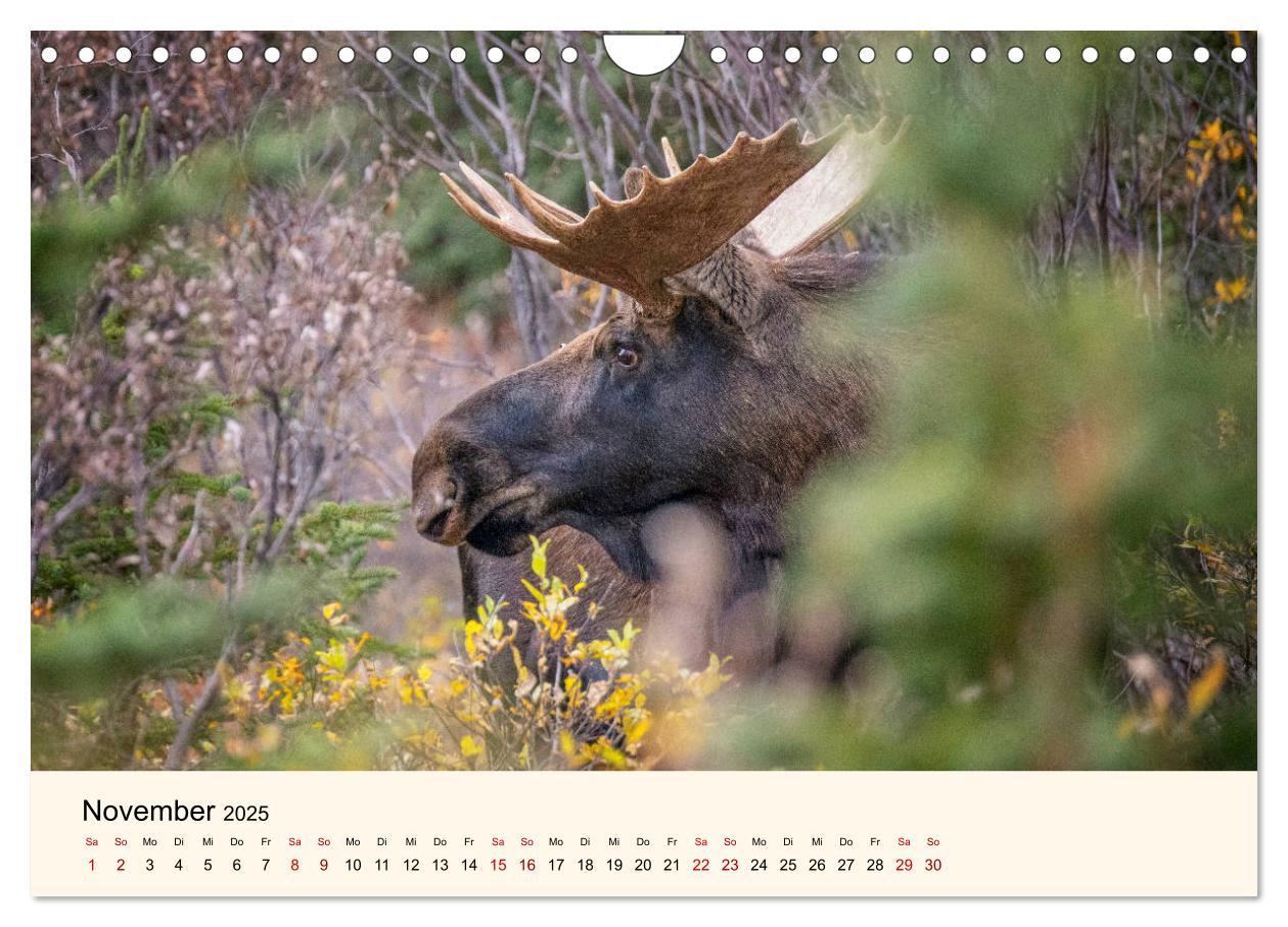 Bild: 9783435129669 | Der Elch - König des Nordens (Wandkalender 2025 DIN A4 quer),...