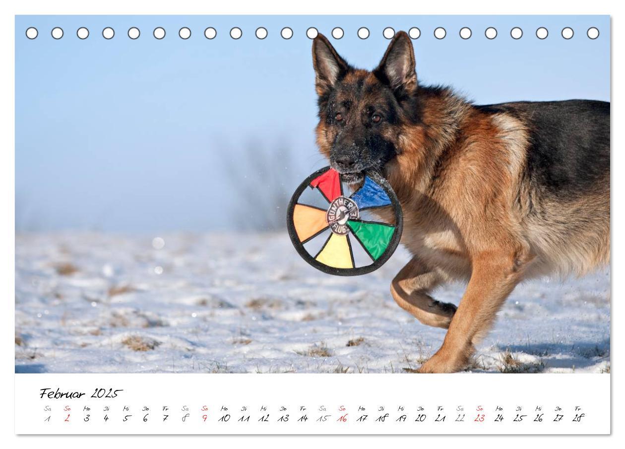 Bild: 9783435686360 | Deutsche Schäferhunde - Traumhunde (Tischkalender 2025 DIN A5...