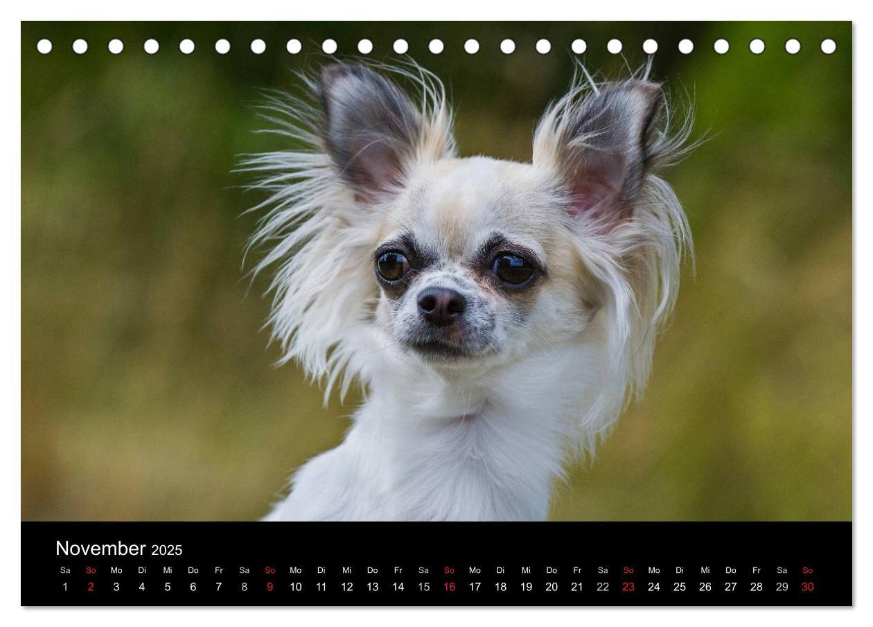 Bild: 9783435766000 | Chihuahua - Kleine Hunde ganz groß (Tischkalender 2025 DIN A5...