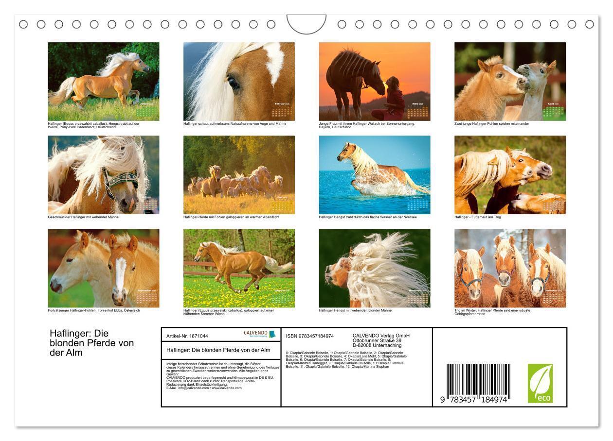 Bild: 9783457184974 | Haflinger: Die blonden Pferde von der Alm (Wandkalender 2025 DIN A4...