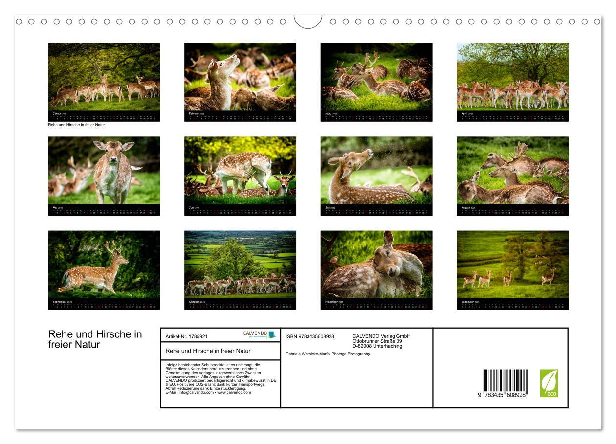 Bild: 9783435608928 | Rehe und Hirsche in freier Natur (Wandkalender 2025 DIN A3 quer),...