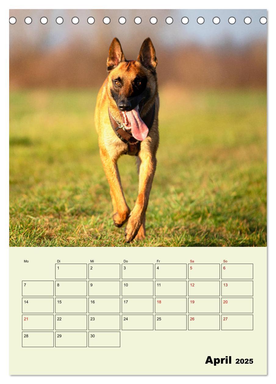 Bild: 9783435946143 | Malinois verlässliche Begleiter (Tischkalender 2025 DIN A5 hoch),...