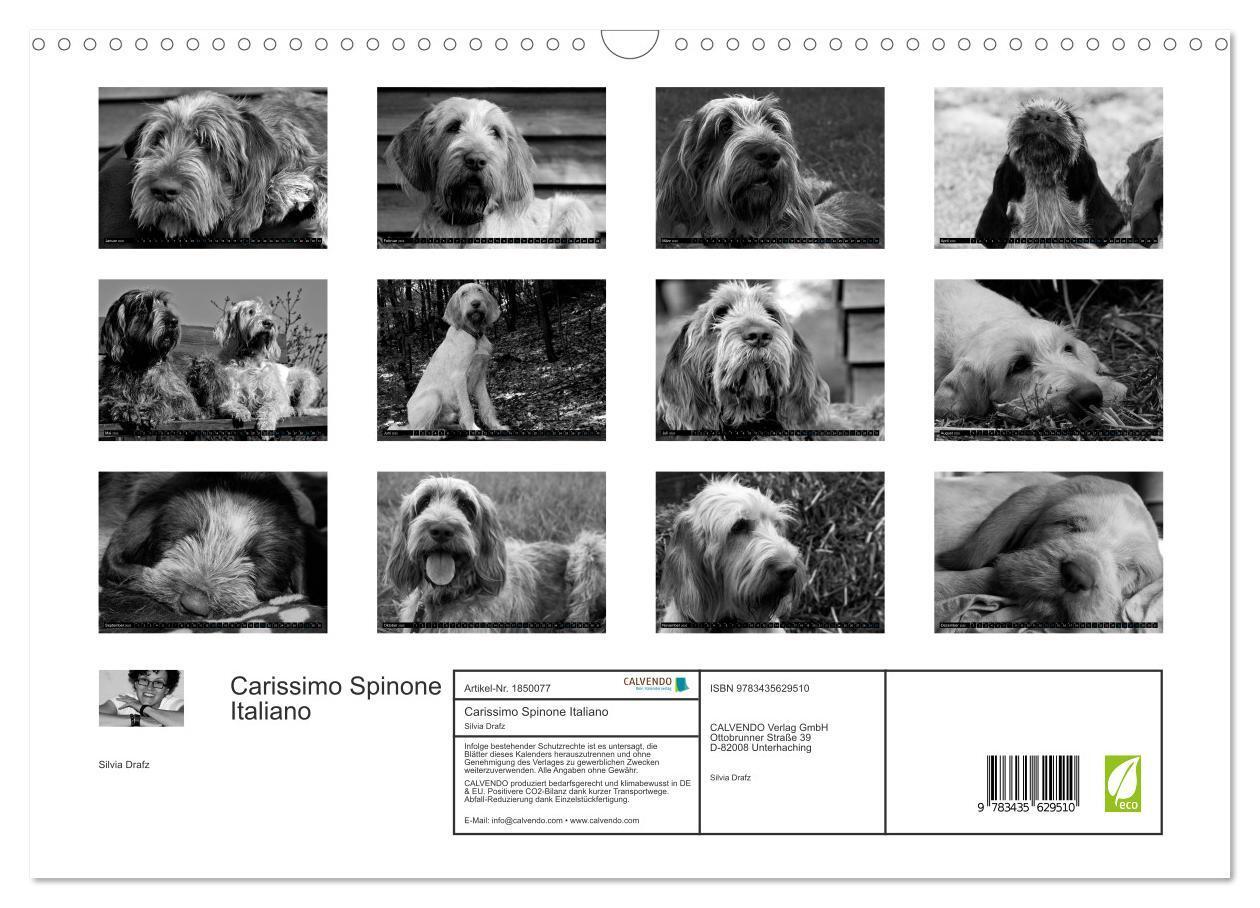 Bild: 9783435629510 | Carissimo Spinone Italiano (Wandkalender 2025 DIN A3 quer),...