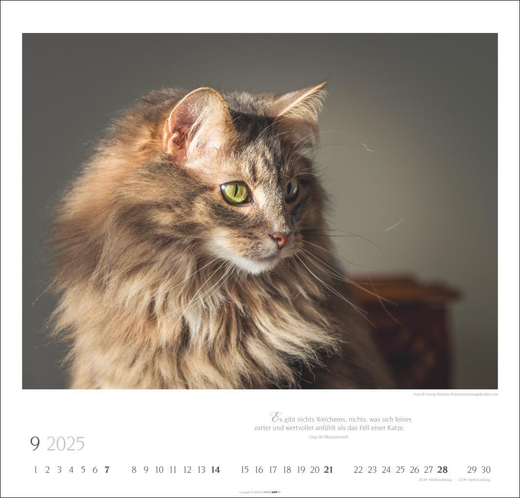 Bild: 9783839900963 | Katzen - Diven auf Samtpfoten Kalender 2025 - Diven auf Samtpfoten