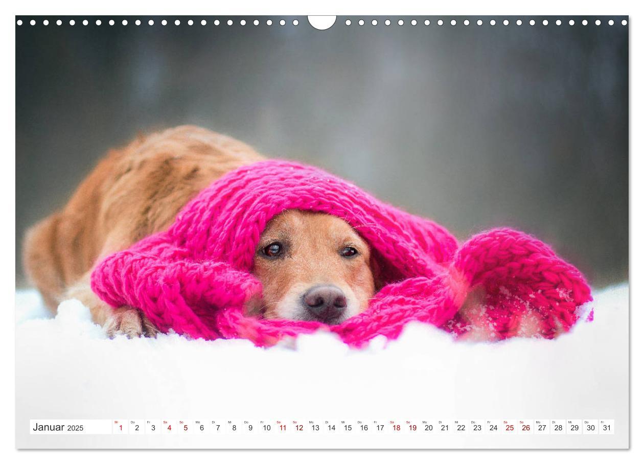 Bild: 9783435178087 | Golden Retriever Hailey Fotokalender (Wandkalender 2025 DIN A3...