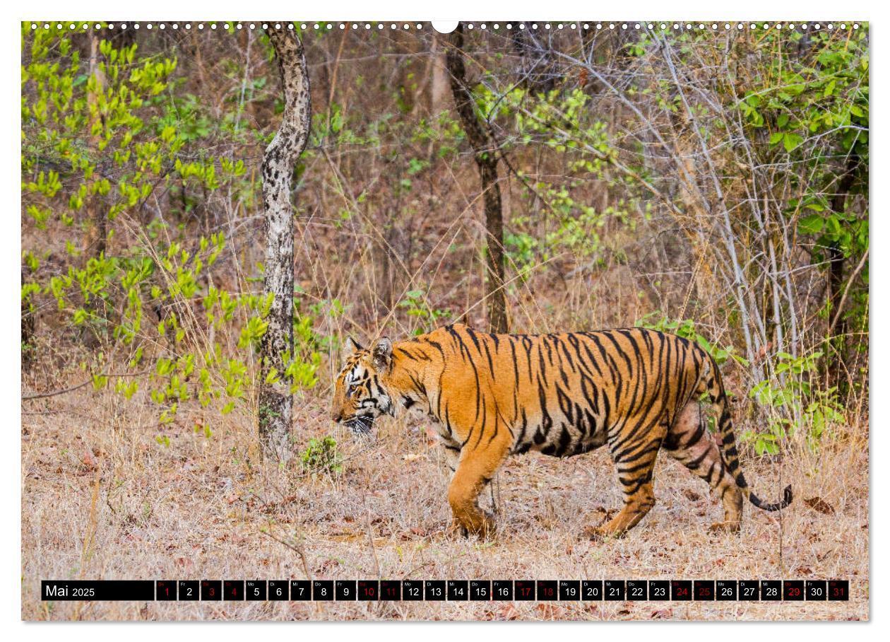 Bild: 9783435215799 | Indien - Im Reich des Tigers (Wandkalender 2025 DIN A2 quer),...