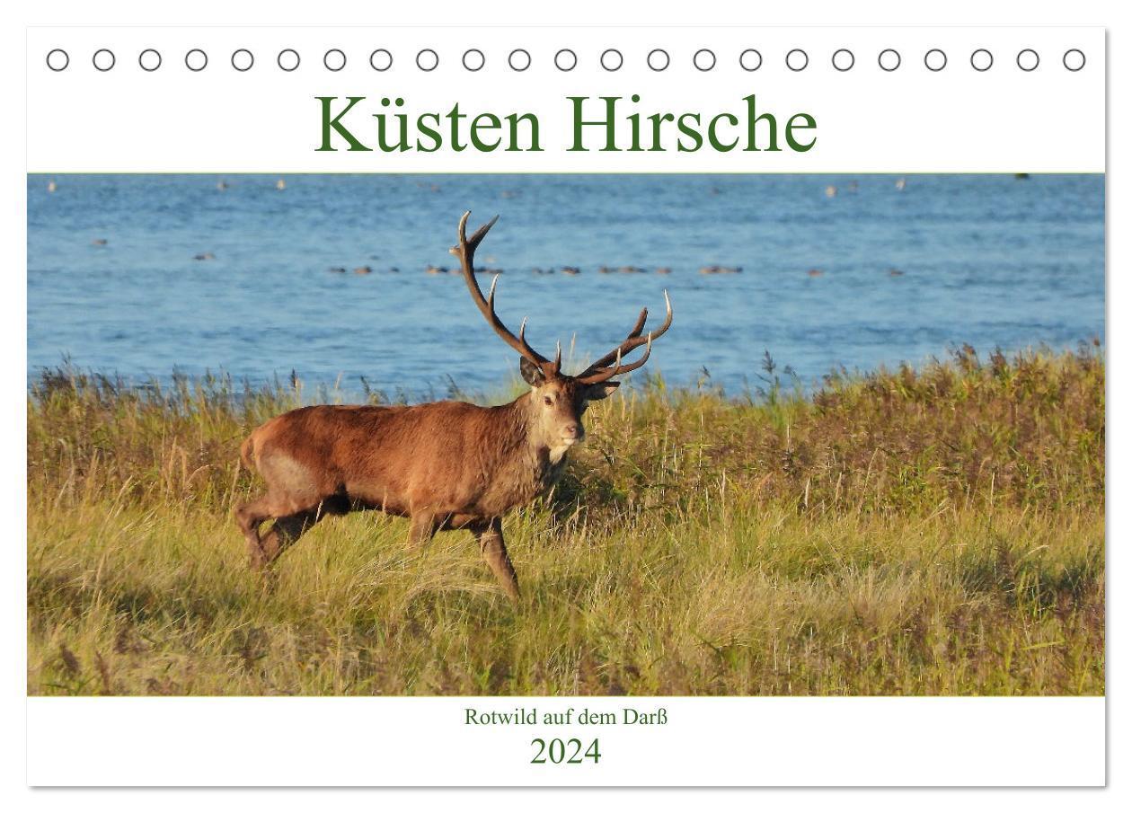 Cover: 9783675746749 | Küsten Hirsche - Rotwild auf dem Darß (Tischkalender 2024 DIN A5...
