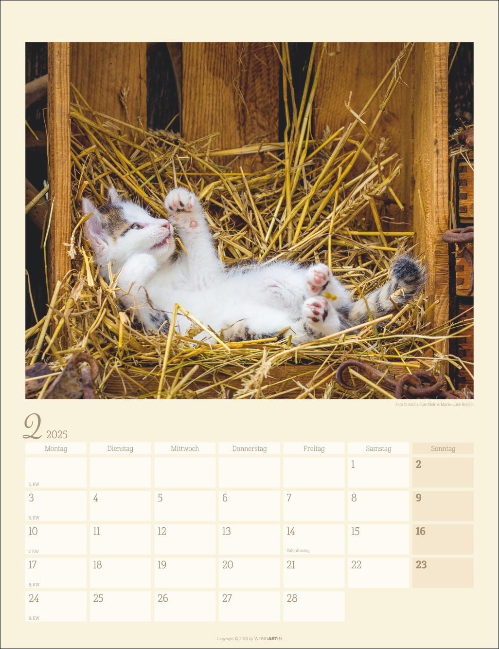 Bild: 9783839900505 | Katzen auf dem Lande Kalender 2025 | Kalender | Spiralbindung | 14 S.