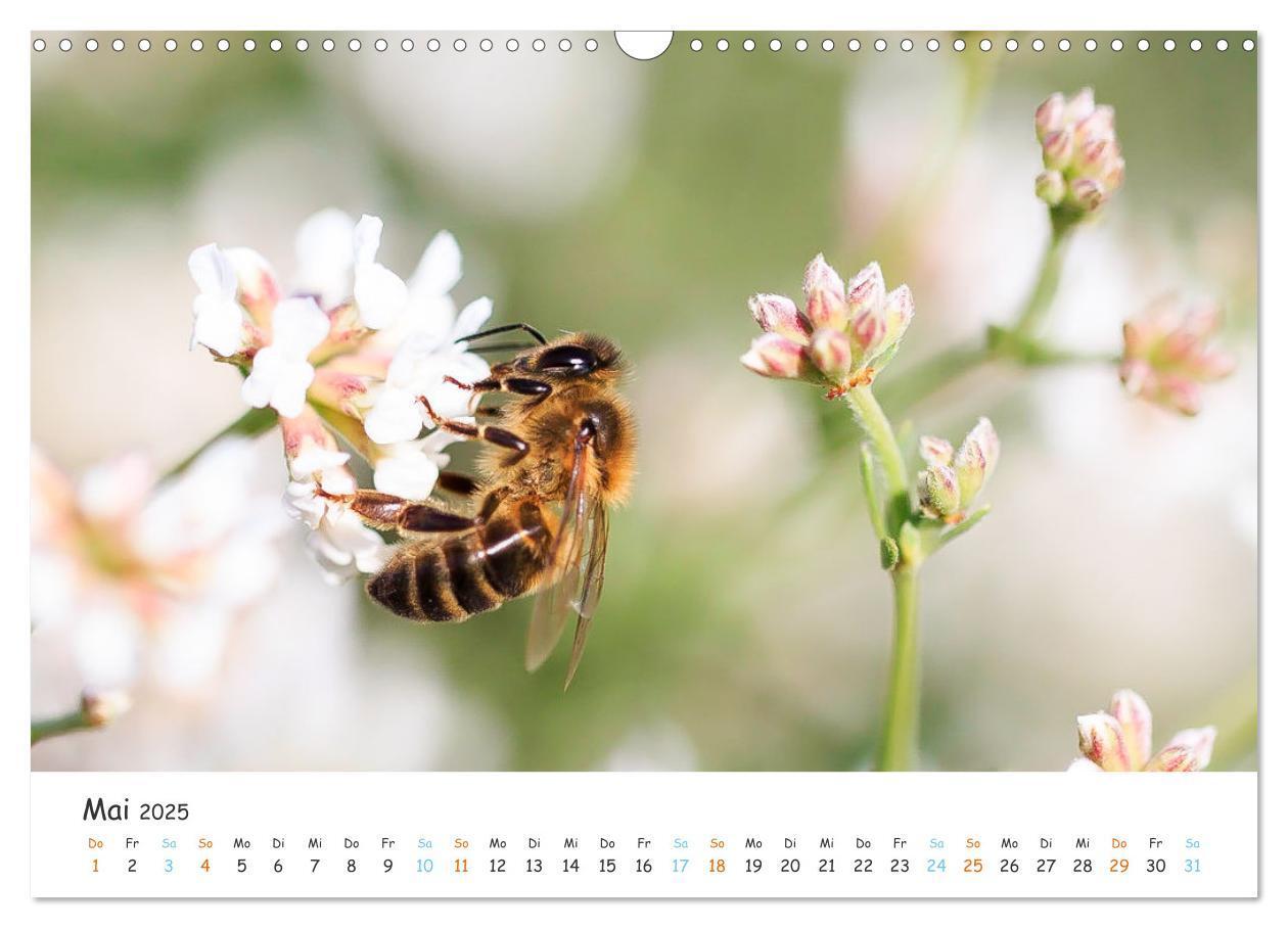 Bild: 9783435051809 | Bee Beautiful - Die phantastische Welt der Bienen (Wandkalender...