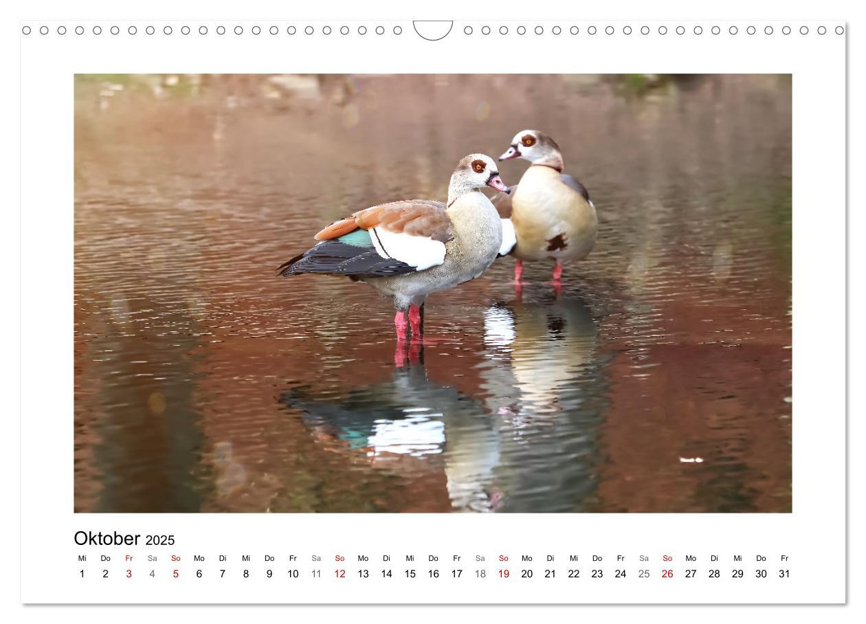 Bild: 9783383977046 | Gänse, geselliges Federvieh (Wandkalender 2025 DIN A3 quer),...