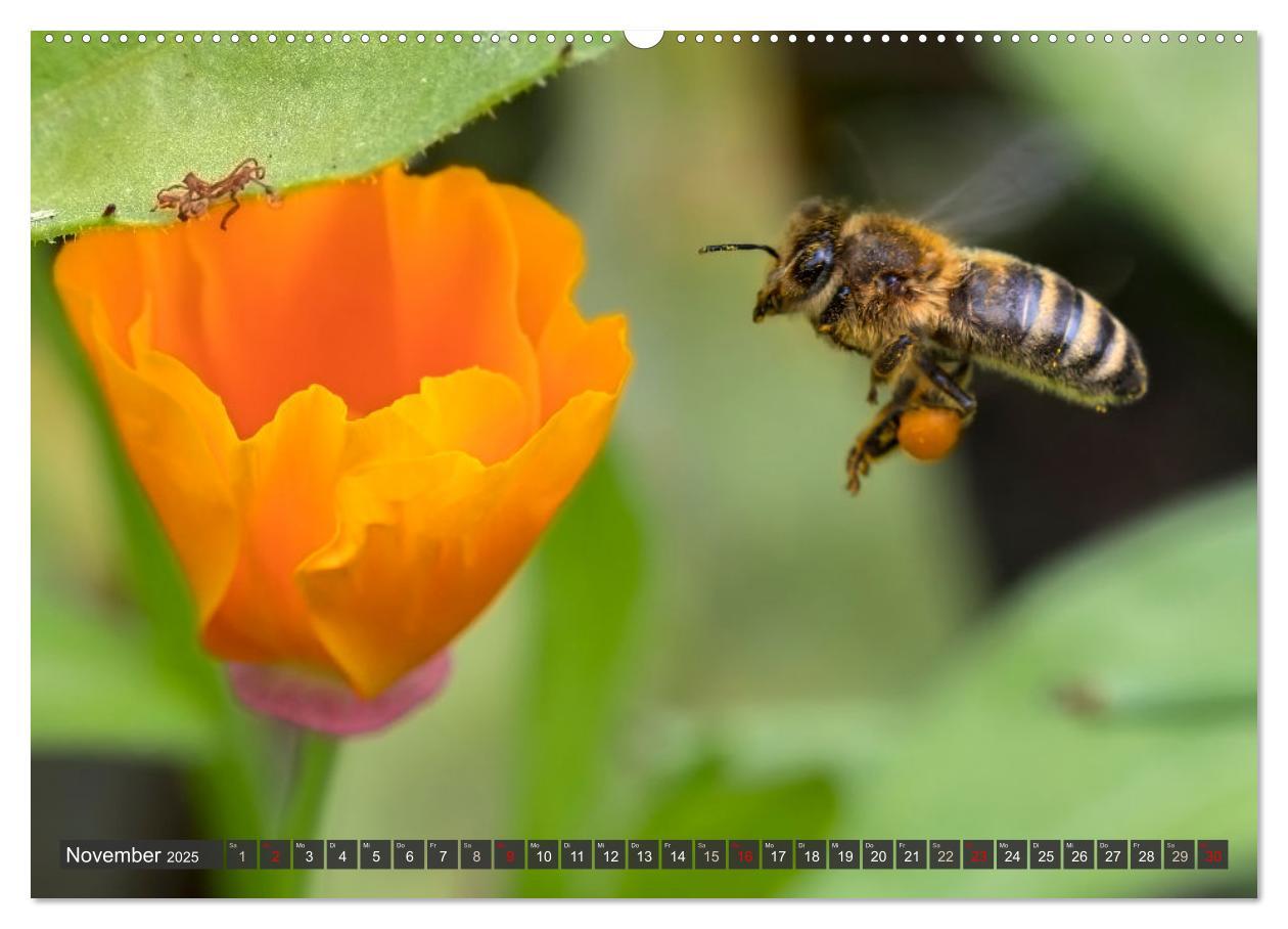 Bild: 9783383794384 | Sehe die Bienen (Wandkalender 2025 DIN A2 quer), CALVENDO...