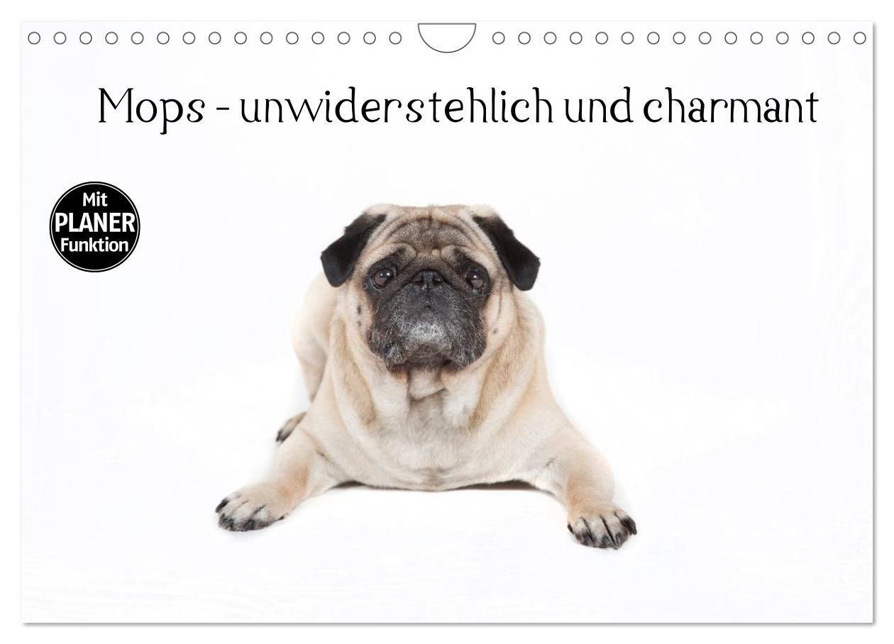 Cover: 9783383324628 | Mops - unwiderstehlich und charmant (Wandkalender 2024 DIN A4...