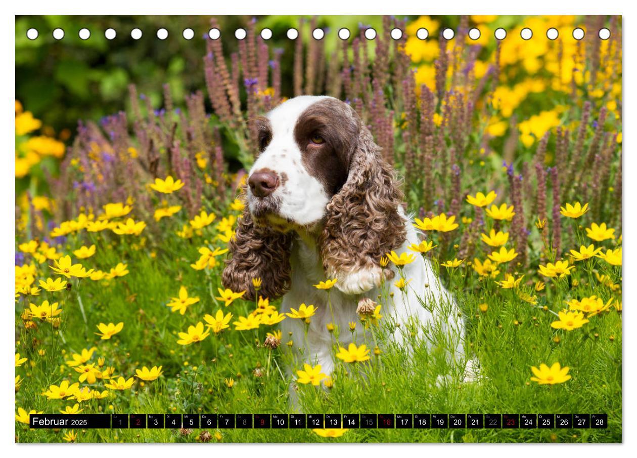 Bild: 9783435447312 | English Cocker Spaniel - Fröhliche Gesellen (Tischkalender 2025 DIN...