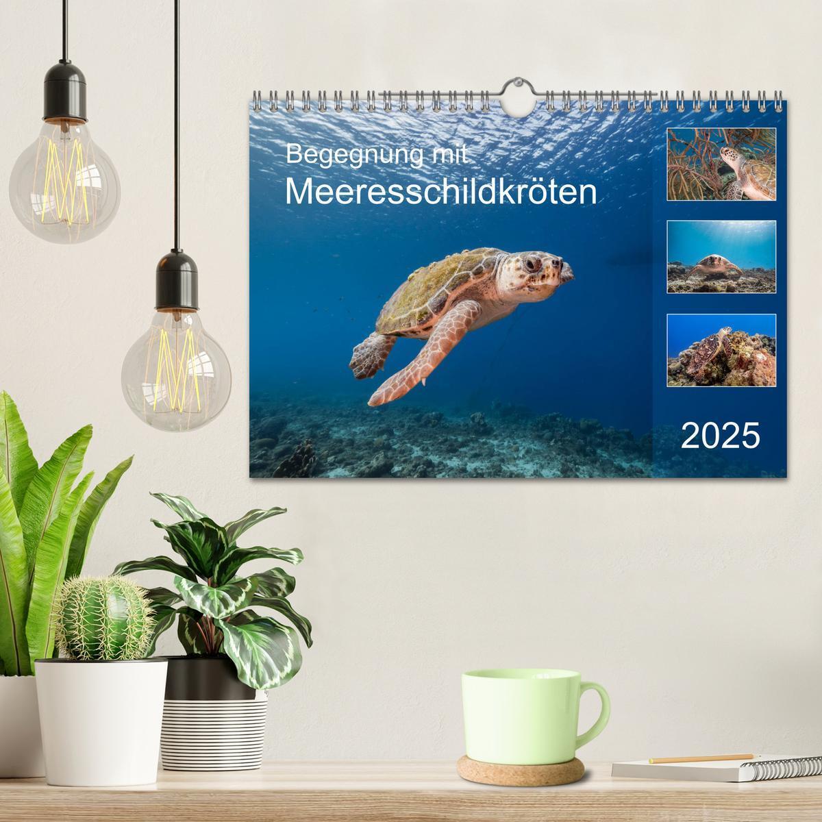 Bild: 9783435204984 | Begegnung mit Meeresschildkröten (Wandkalender 2025 DIN A4 quer),...