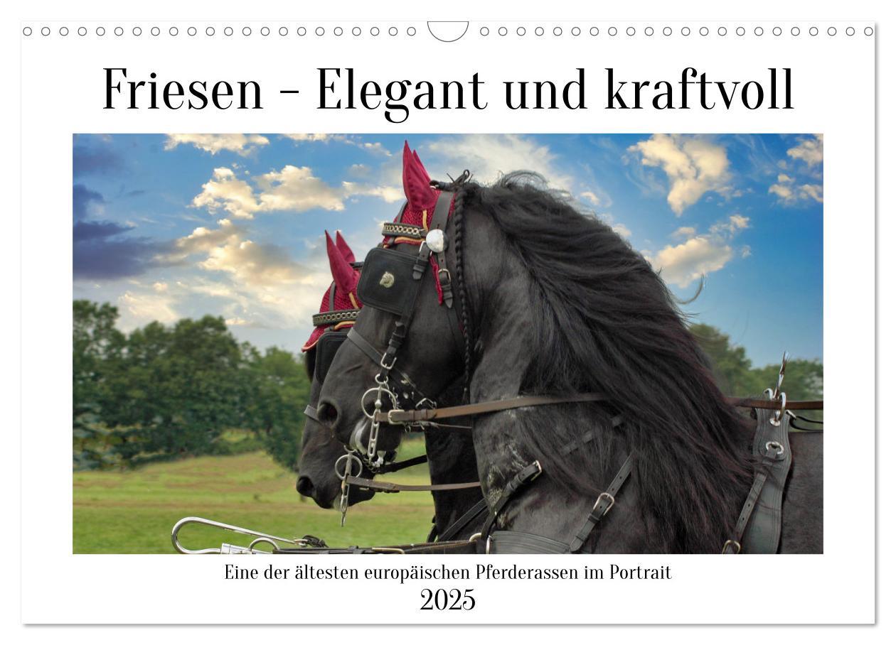 Cover: 9783383909085 | Friesen - elegant und kraftvoll (Wandkalender 2025 DIN A3 quer),...