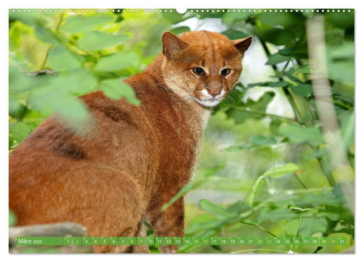 Bild: 9783435071388 | Raubkatzen: Geschmeidige Jäger (hochwertiger Premium Wandkalender...