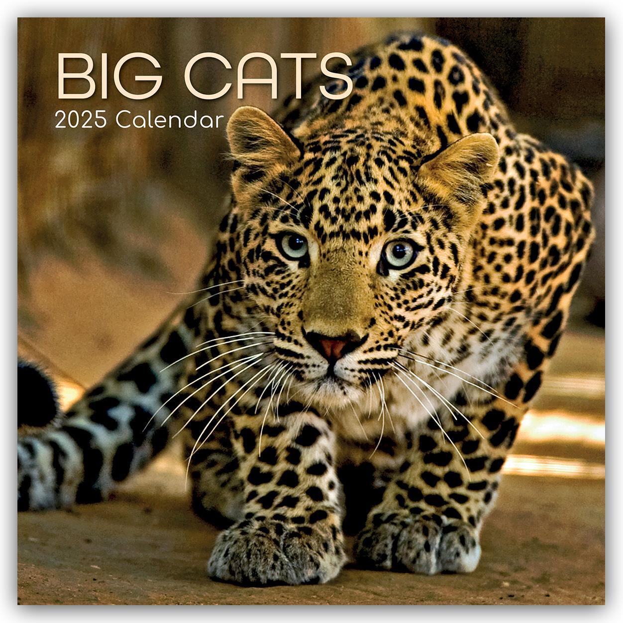 Cover: 9781837889419 | Big Cats - Raubkatzen - Löwen Tiger Geparden Leoparden 2025 -...