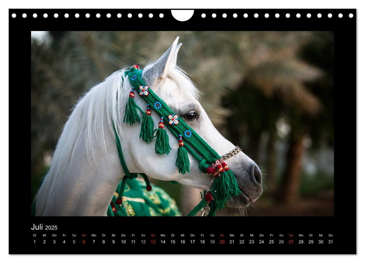 Bild: 9783435789719 | Vollblutaraber (Wandkalender 2025 DIN A4 quer), CALVENDO...