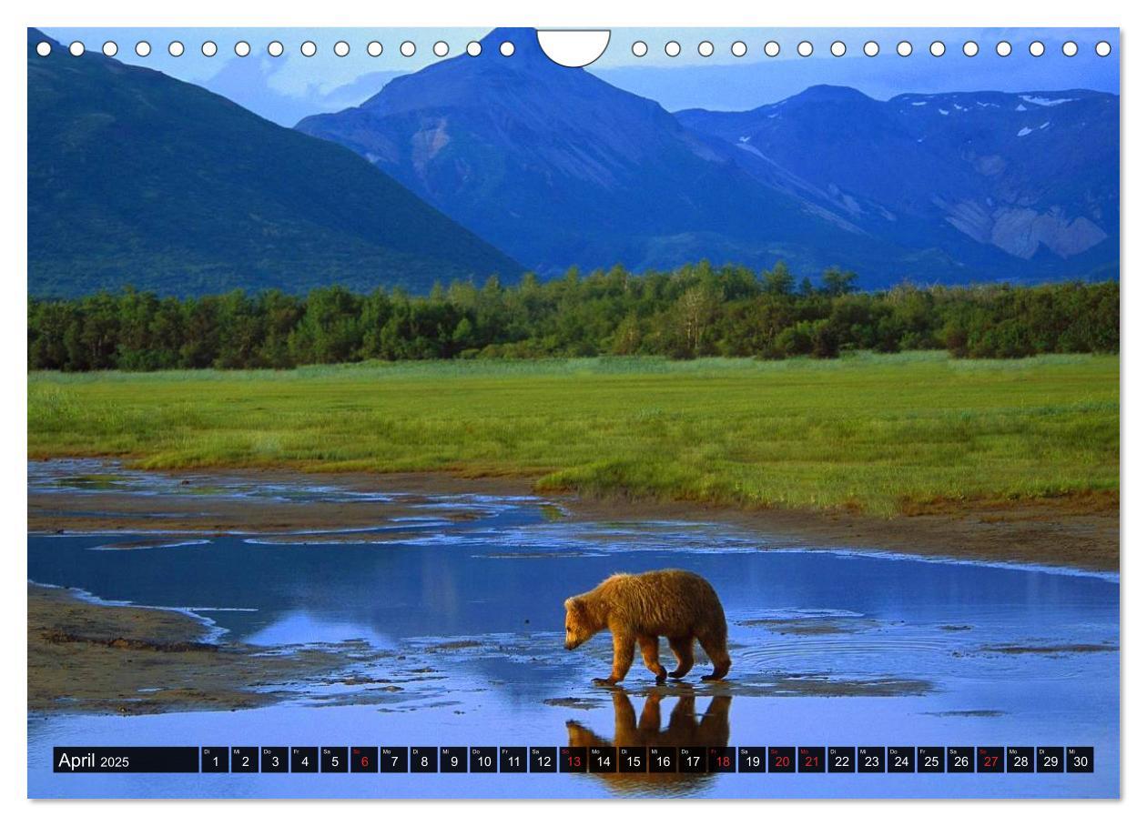 Bild: 9783435744558 | Alaska - Weites Land (Wandkalender 2025 DIN A4 quer), CALVENDO...