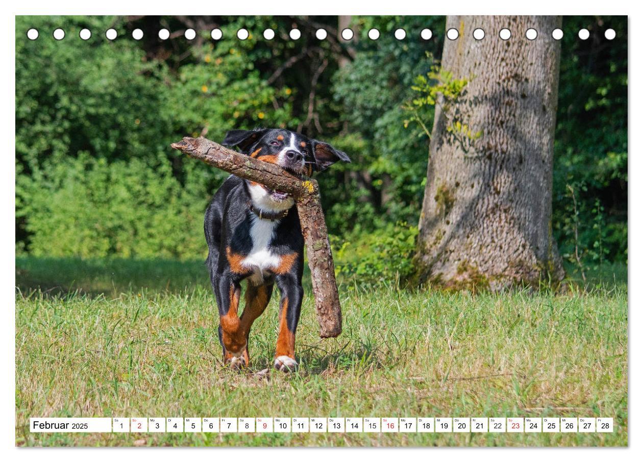 Bild: 9783435112043 | Appenzeller Sennenhund - Ein Schweizer auf 4 Pfoten (Tischkalender...