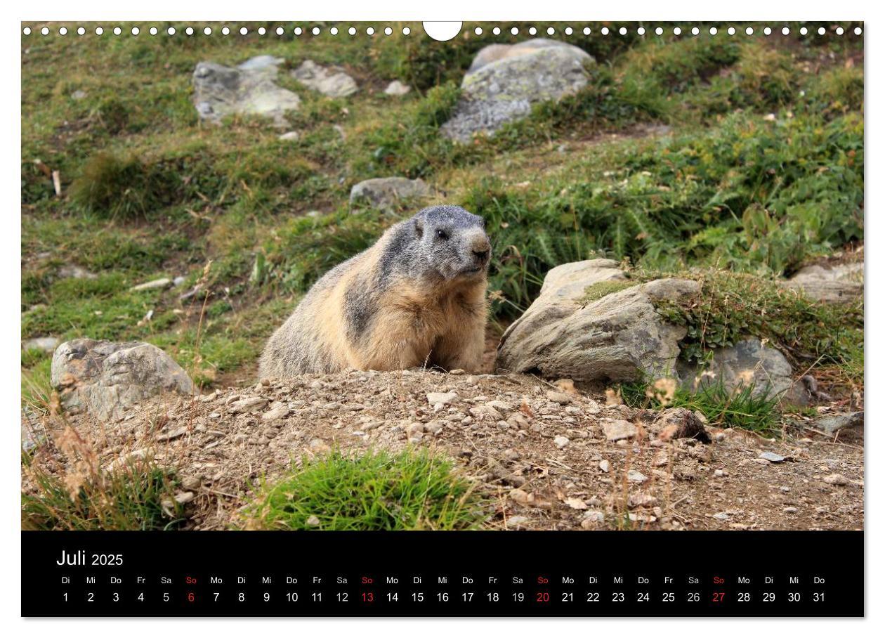 Bild: 9783435784219 | Murmeltiere (Wandkalender 2025 DIN A3 quer), CALVENDO Monatskalender