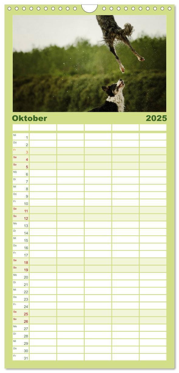 Bild: 9783457110522 | Familienplaner 2025 - Der Bordercollie-Kalender mit 5 Spalten...