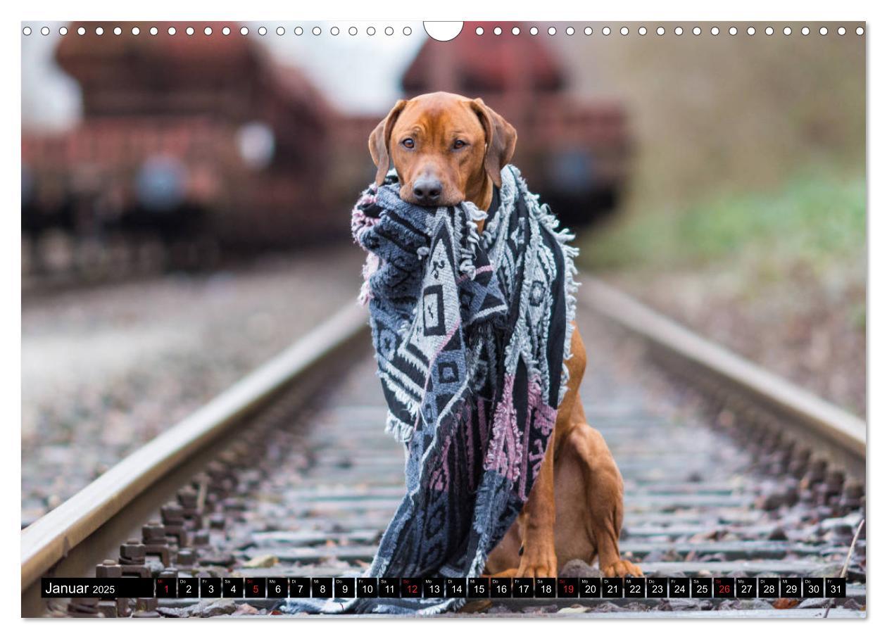 Bild: 9783435268320 | Ridgeback King (Wandkalender 2025 DIN A3 quer), CALVENDO...