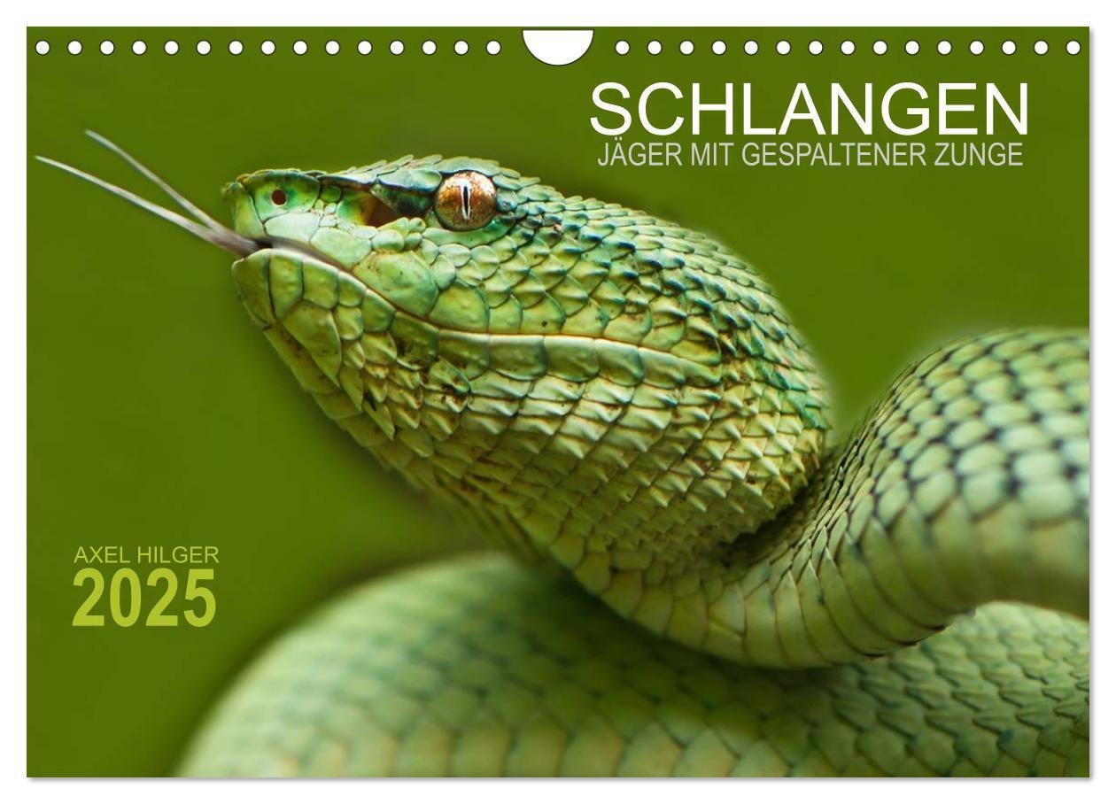 Cover: 9783435654673 | SCHLANGEN. JÄGER MIT GESPALTENER ZUNGE (Wandkalender 2025 DIN A4...