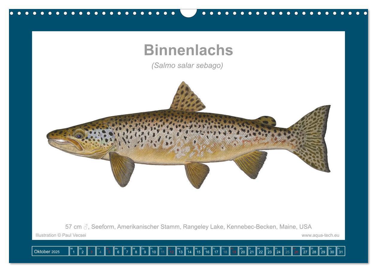 Bild: 9783383772634 | Fisch als Kunst 2025: Atlantische Lachse (Wandkalender 2025 DIN A3...