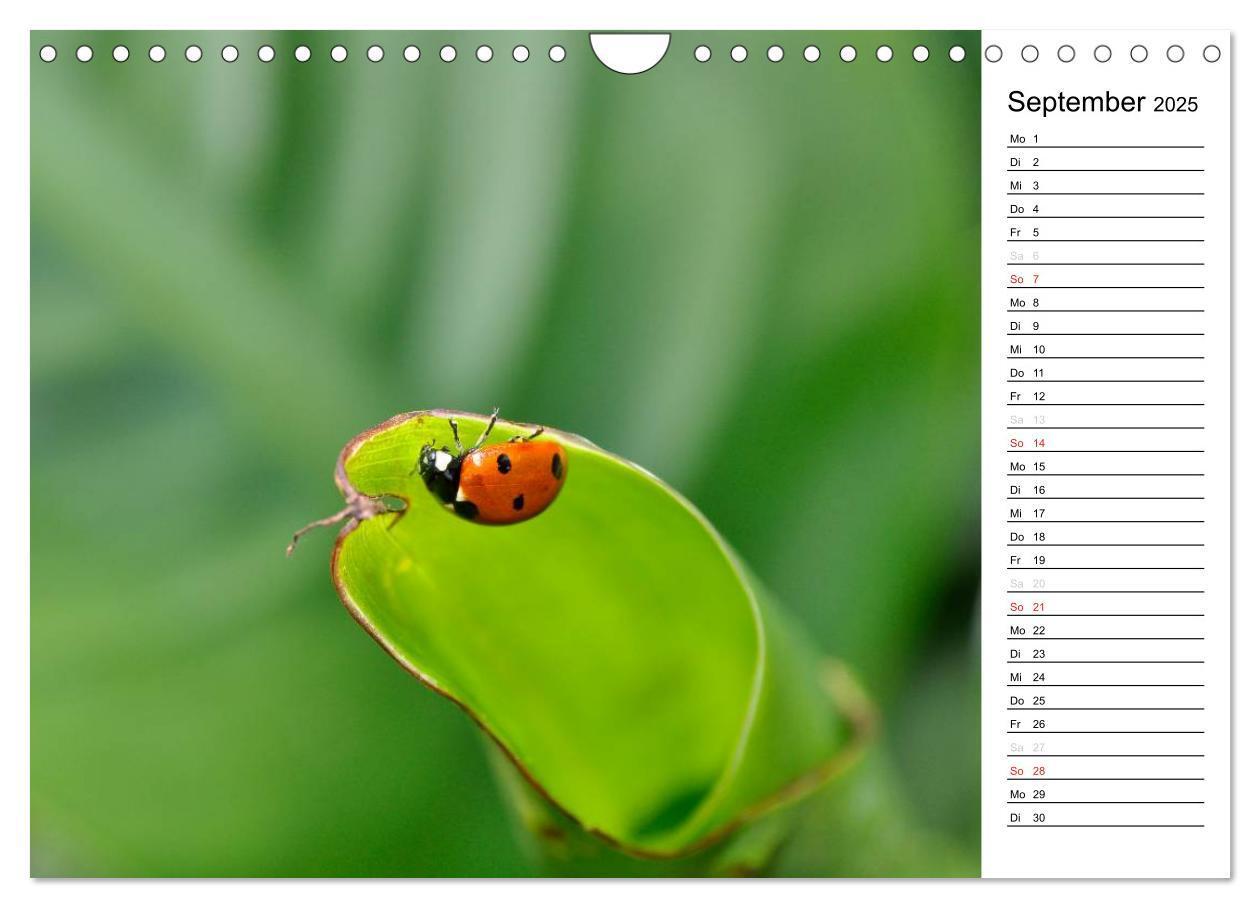 Bild: 9783435787418 | Marienkäfer 2025 (Wandkalender 2025 DIN A4 quer), CALVENDO...